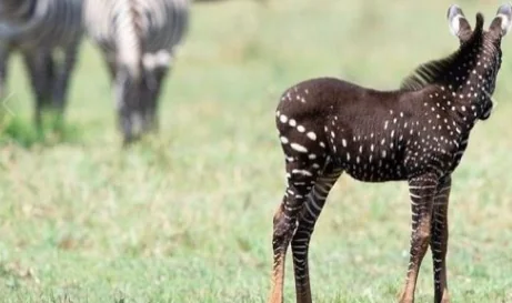 La zebra a pois esiste